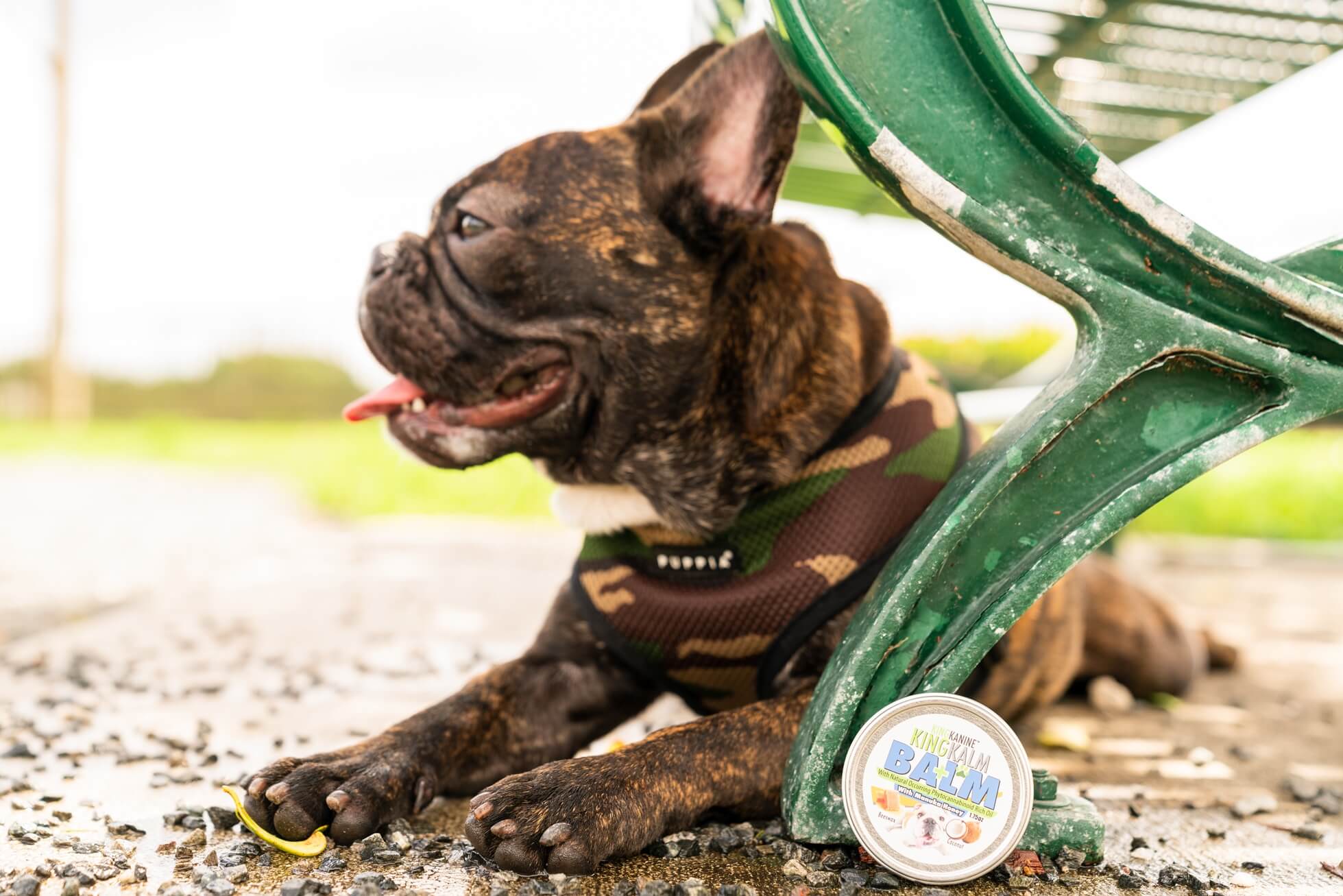 Does Your Dog Have Dry Snout and Paws?