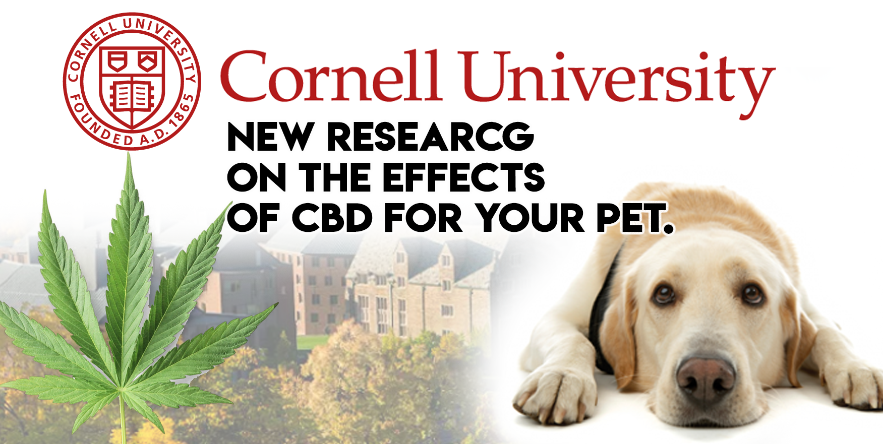 Cornell Takes The Lead In Cannabidiol Research For Our Pets