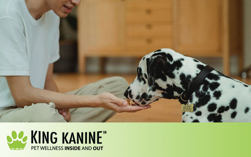 How Often Should You Use CBD Dog Treats?