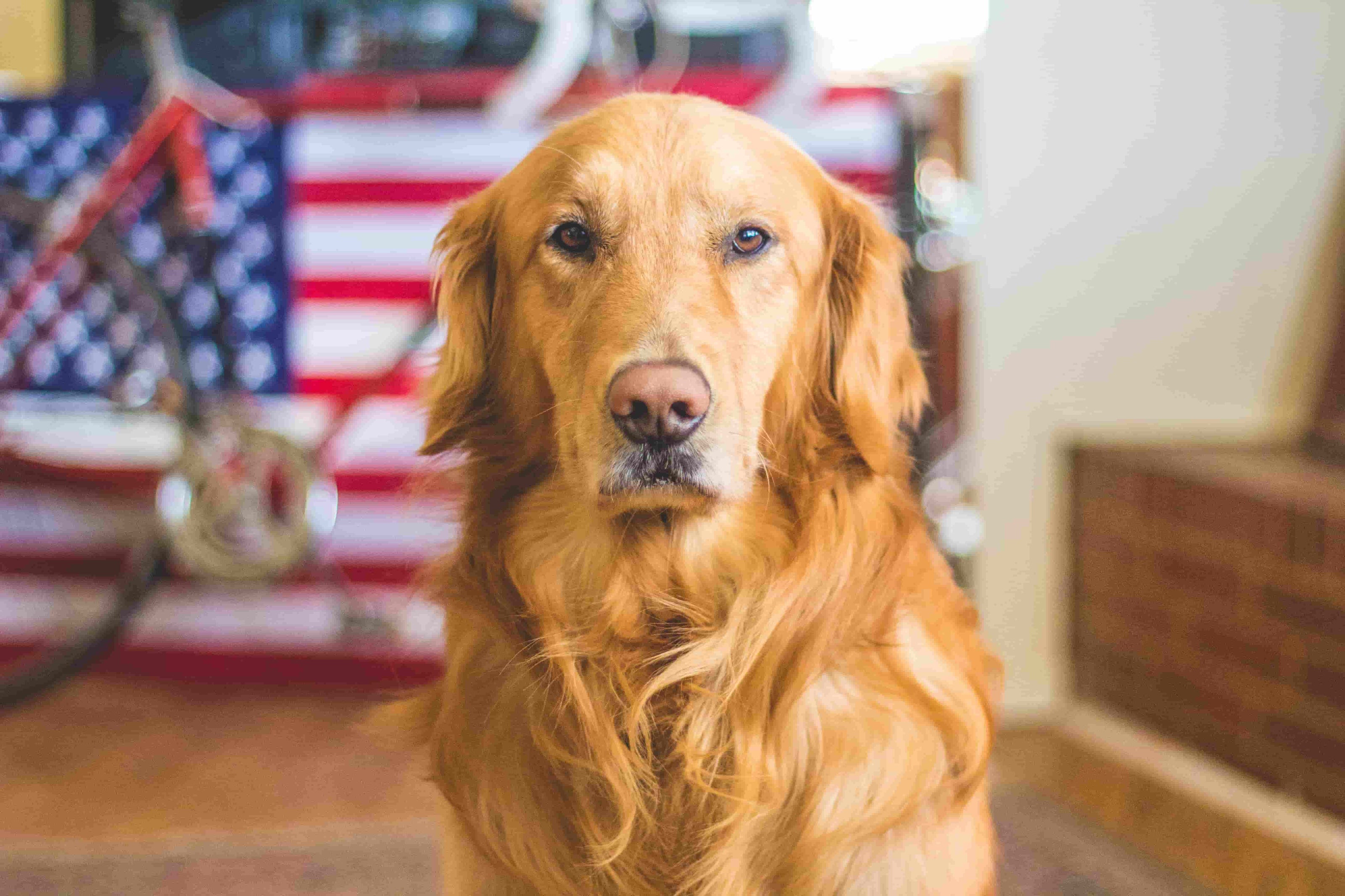 Dog Hair vs Dog Fur