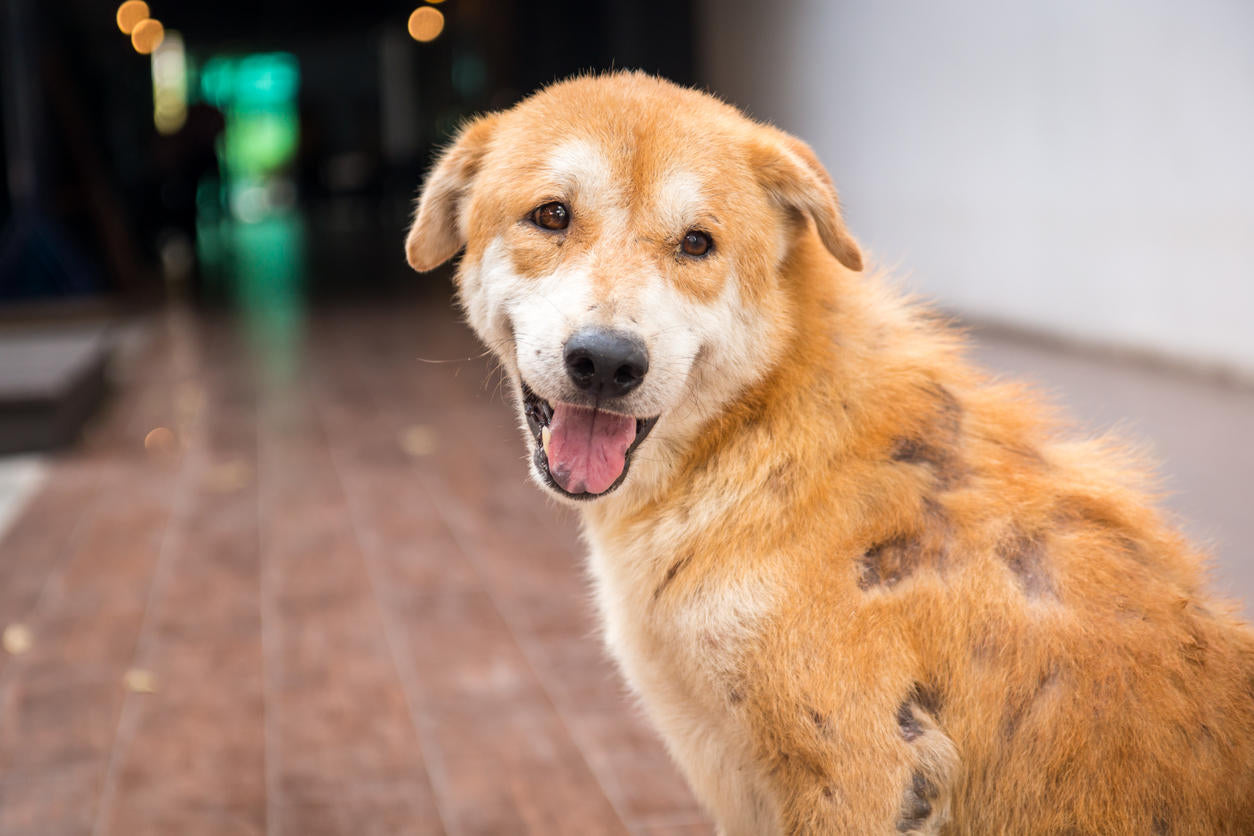 What is Mange in dogs