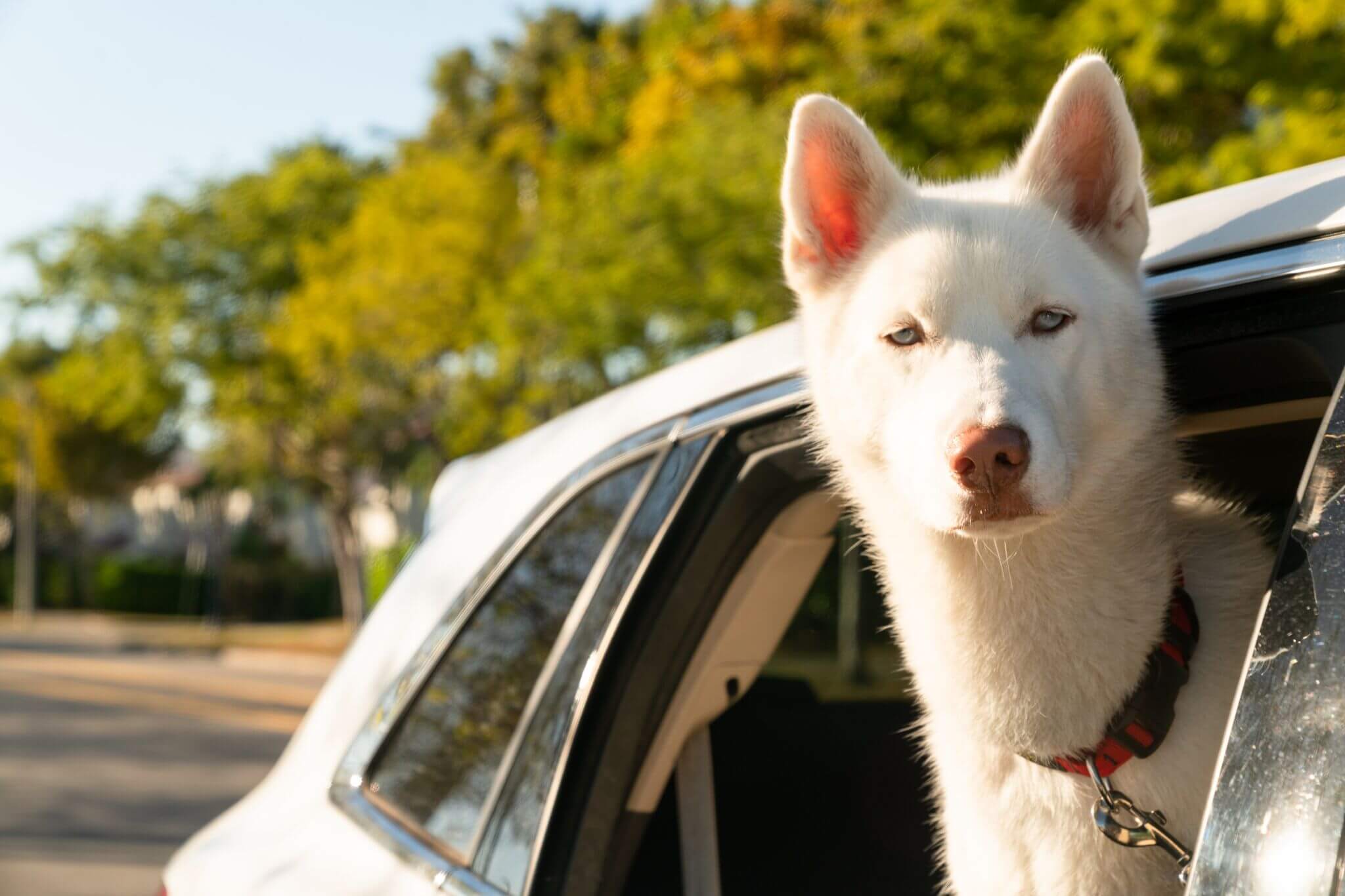 Traveling With Pets: 5 Important Tips