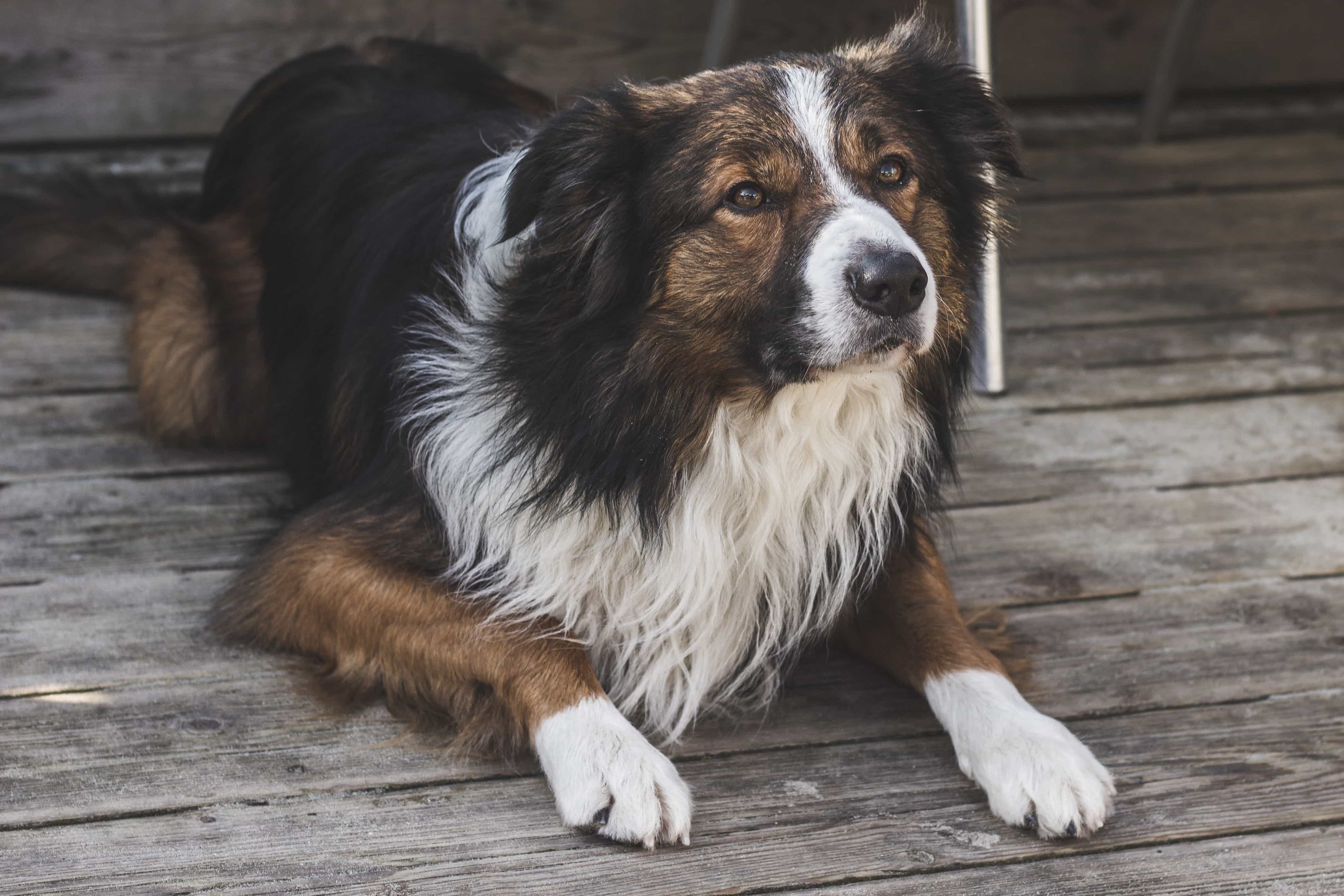 Dog Breeds with Hair