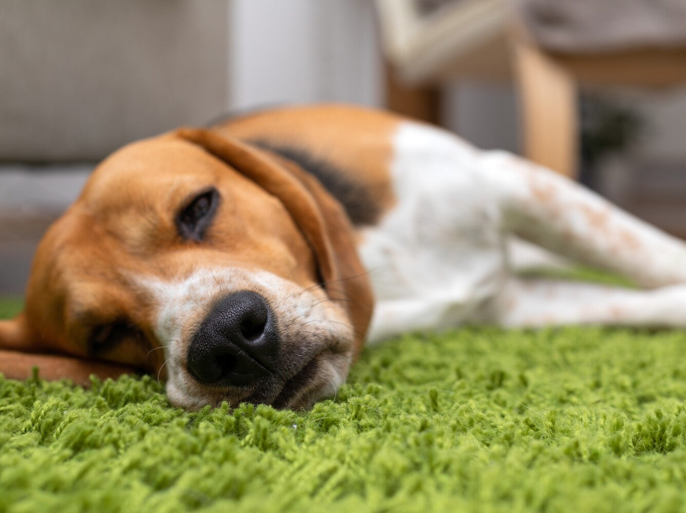 can CBD oil help with laryngeal paralysis