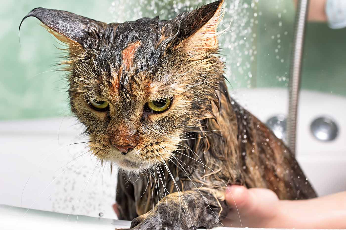 Why Cats Hate Water