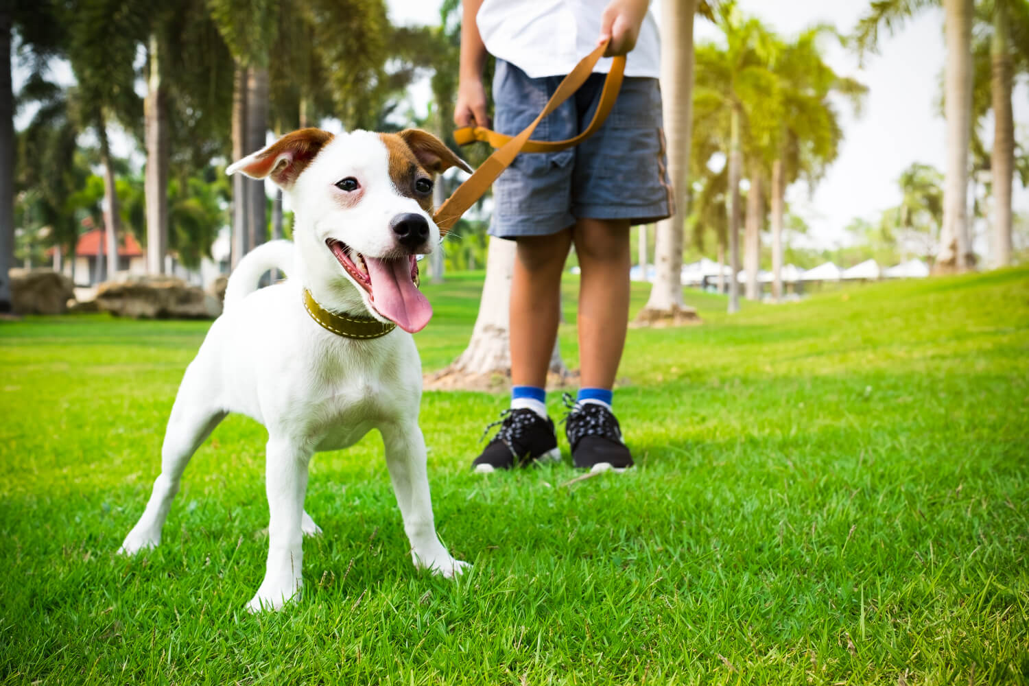 Dog Sitter