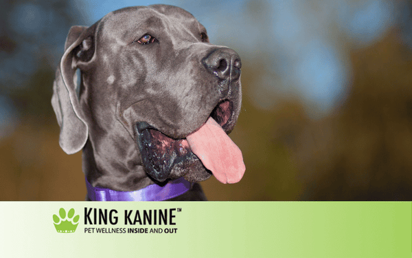 Great dane anxiety medication outlet