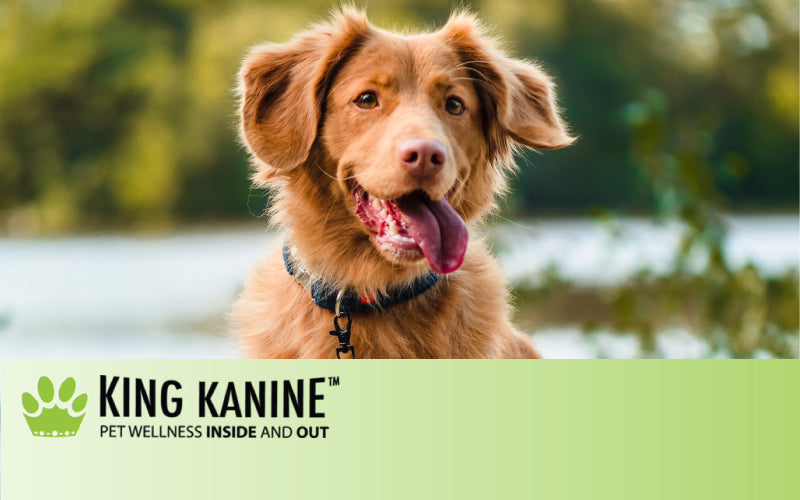 Pet Cbd Products