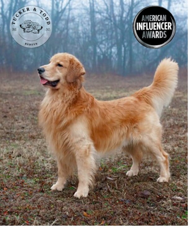 Dog Image