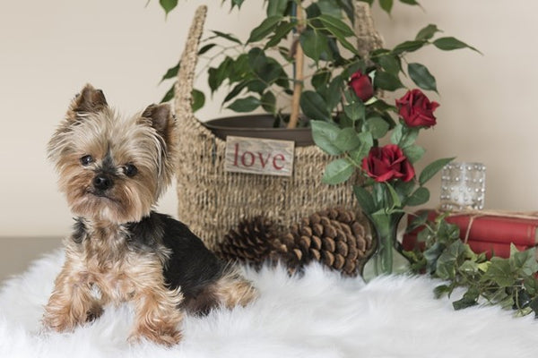 10 Pet Friendly Holiday Food Items