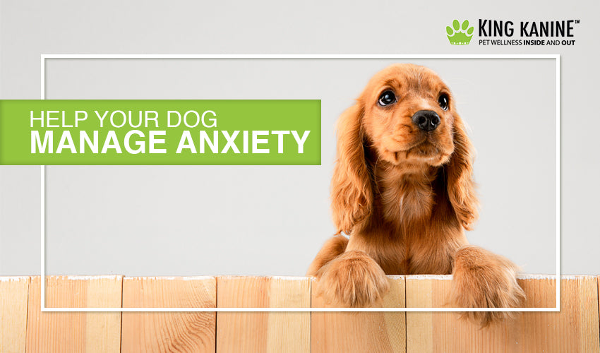 How to Manage Noise Phobia in Dogs