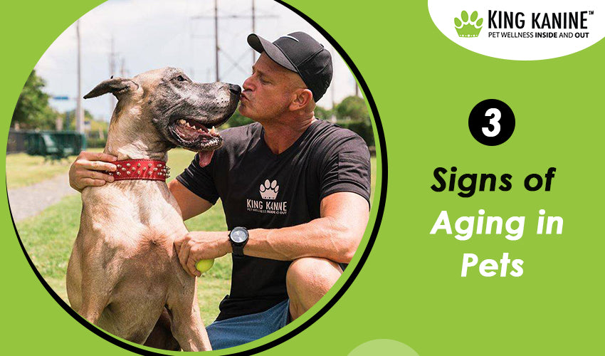 3 Signs of Aging in Pets
