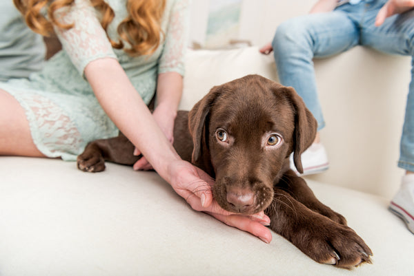Tips For Adopting A Puppy From A Shelter