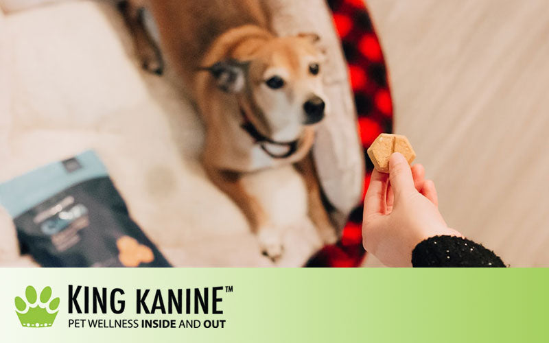 Are CBD Treats Good For Dogs?
