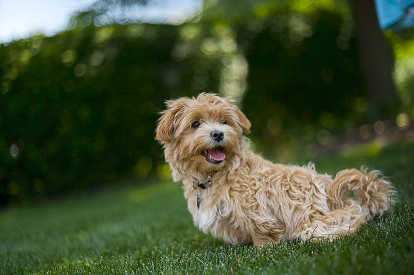 Autoimmune Disease in Dogs - Can CBD Oil Help