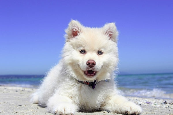 Benefits of CBD Oil for Dogs