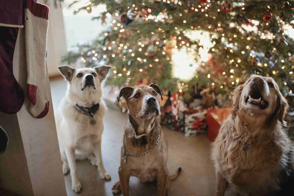 The Best Dog Breeds for Kids: an Ultimate Guide