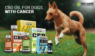 CBD Oil for Dogs with Cancer