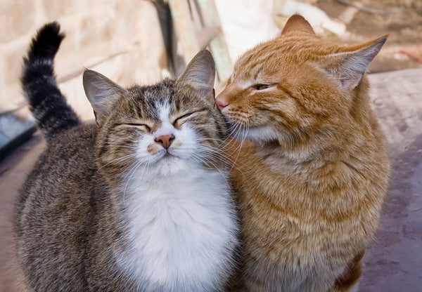 Important Things to Know When Bringing A New Cat Home