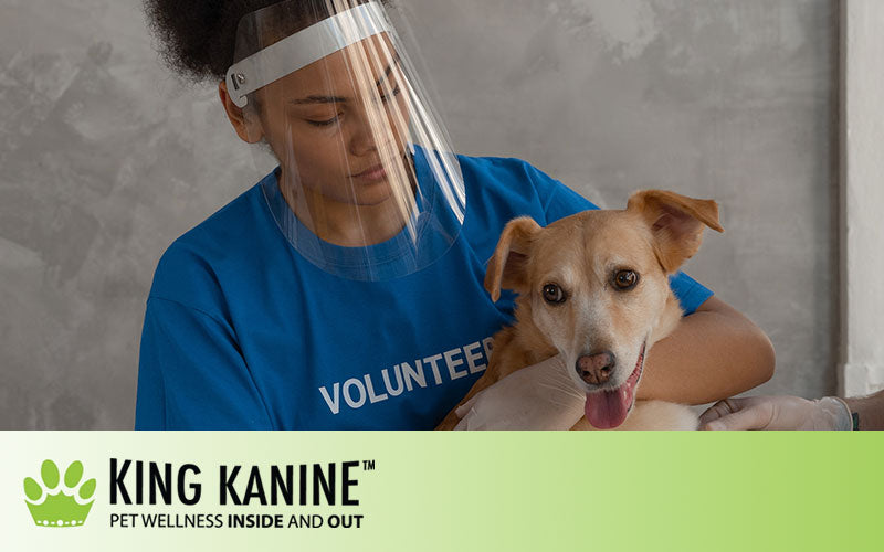 CBD Oil for Pain Management in Pets