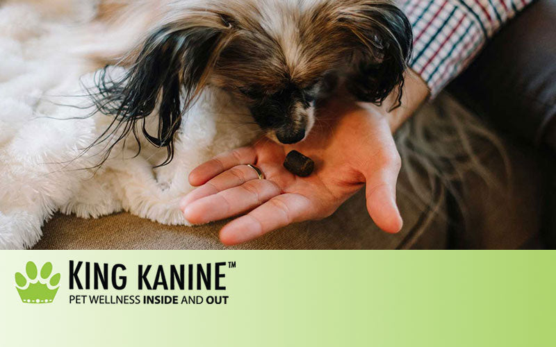 Potential Benefits of CBD for Pets