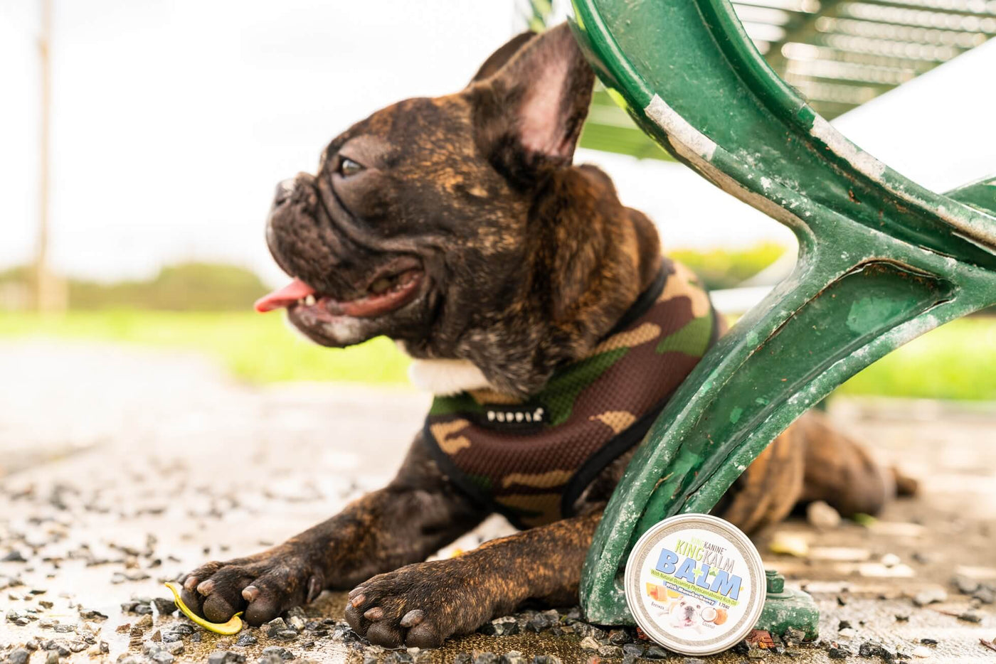 Does Your Dog Have Dry Snout and Paws?