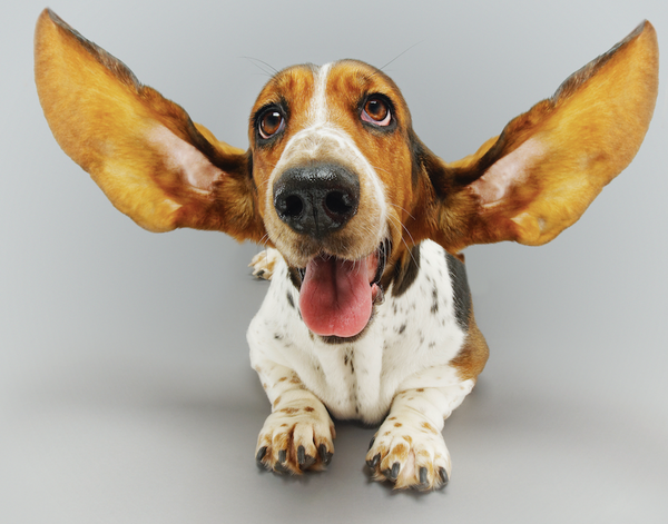 CBD Oil For Dogs And Humans - Is There A Difference?