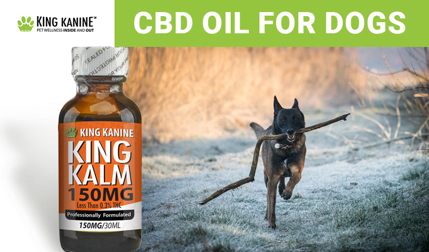 does cbd oil help dogs with cushings