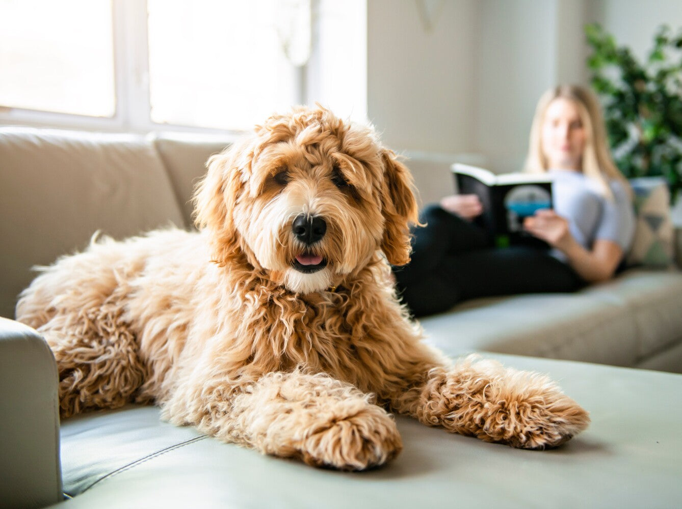 cbd effects on dogs