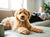 cbd effects on dogs