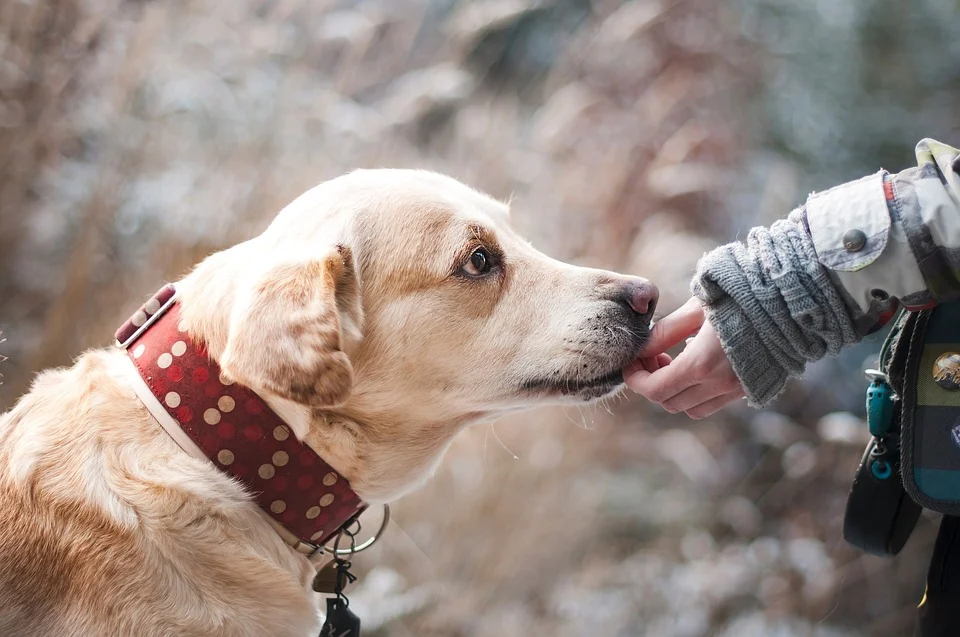 Can CBD Help a Dog With Cushings Disease - Learn About Cushings Disease and CBD for Dogs