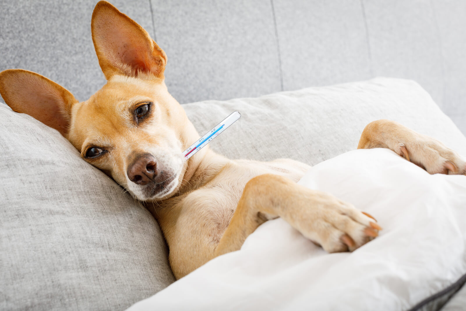 Can Dogs Catch the Flu? 5 Things Every Pet Owner Should Know
