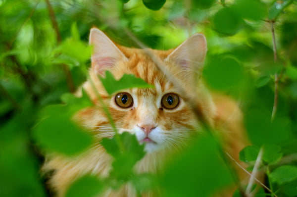 The Reclusive Cat: Cat Body Language And Cat Behaviors Explained