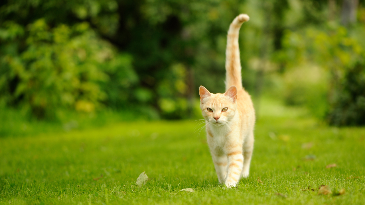 Cat Tail Meanings & Signals – Why Do Cats Wag Their Tails?
