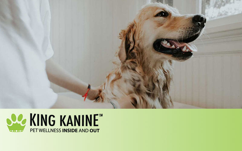 Do CBD Dog Treats Help with Anxiety?