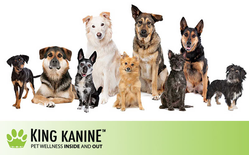 Does CBD Work For Dogs?