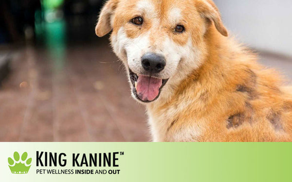 Best Home Remedies For Dogs With Skin Issues, Allergies, Or Itchy Skin