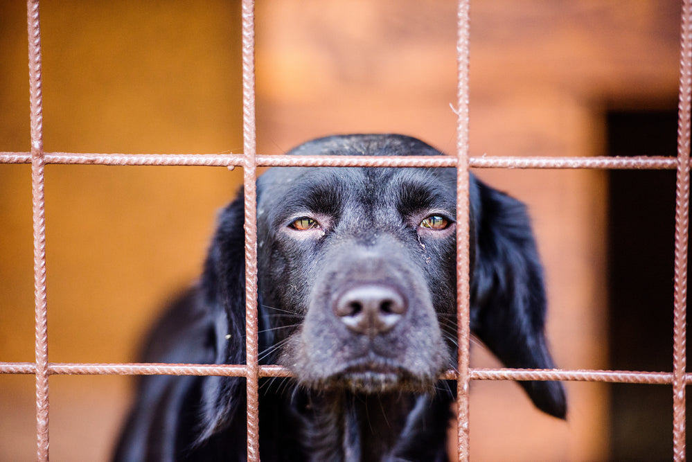 Dog Anxiety - How To Reduce Pet Anxiety in Rescued Dogs at Home