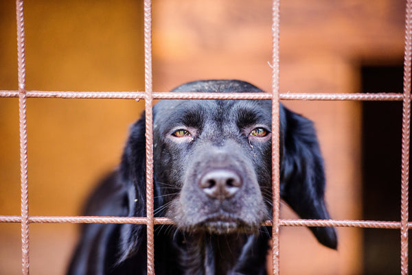 Dog Anxiety - How To Reduce Pet Anxiety in Rescued Dogs at Home