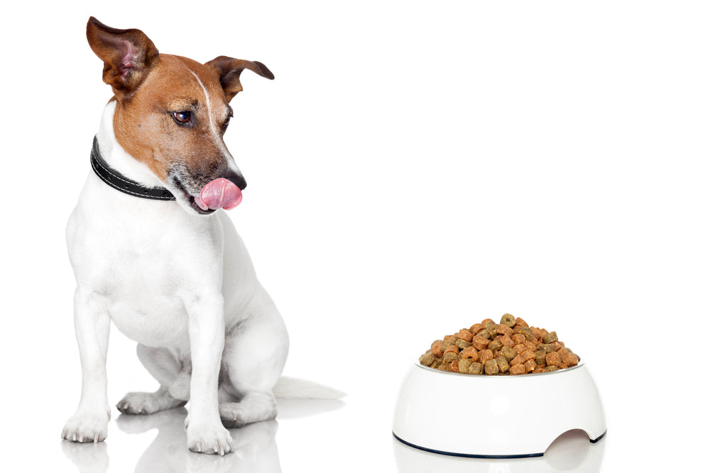 Everything You Should Know About A Dog’s Digestive System