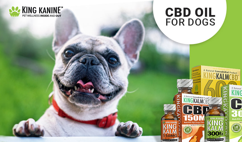 Everything You Wanted to Know Before Giving Your Pet CBD Oil
