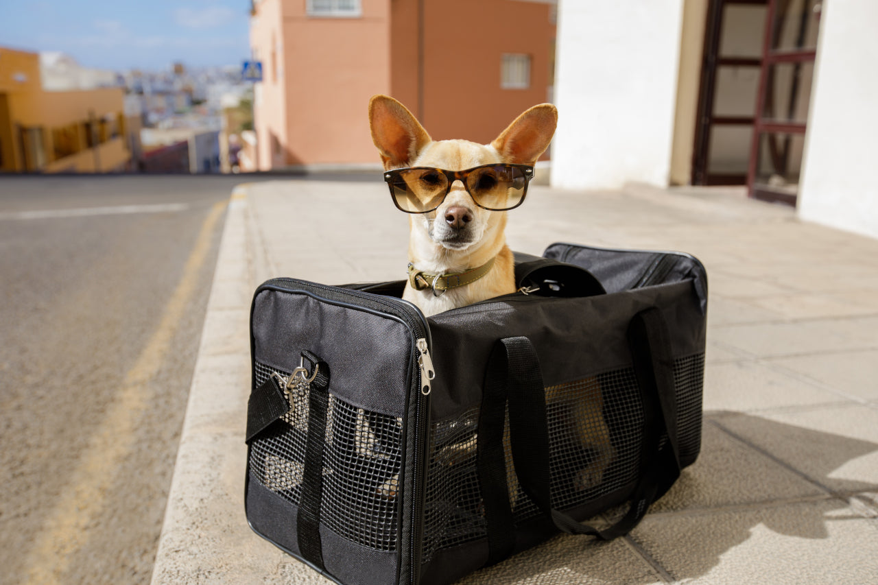 Successfully Planning A Trip When Flying With A Dog Or Flying With Pets