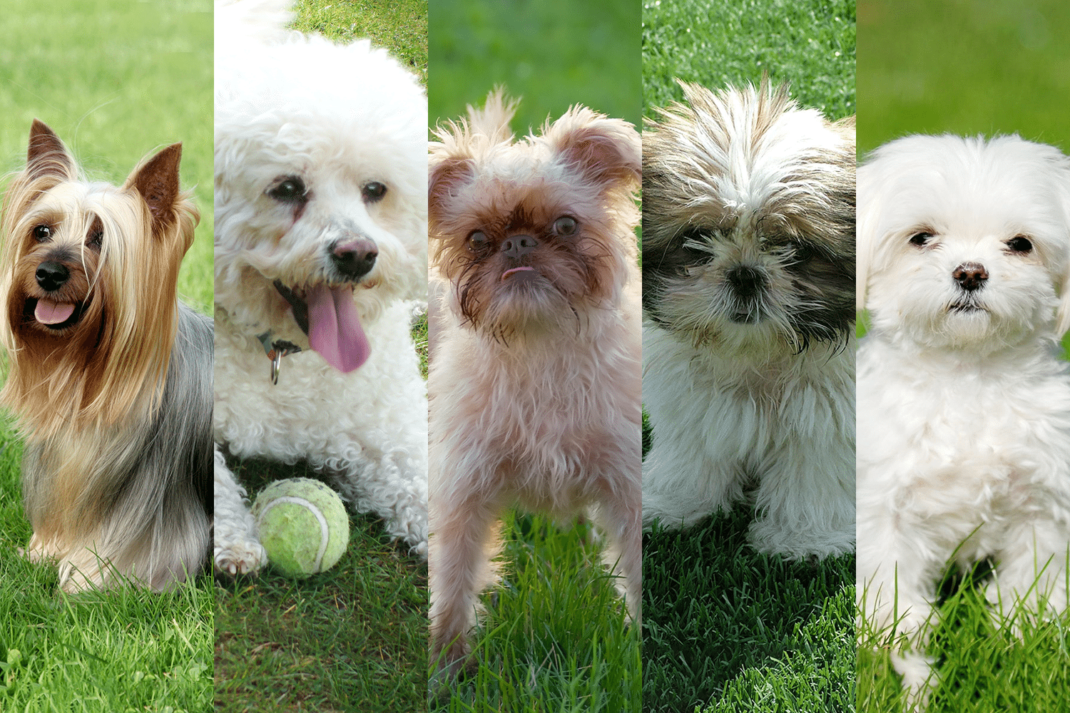 The Ultimate Guide to Hypoallergenic Dog Breeds