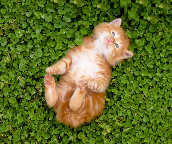 8 Signs on How To Tell If Your Cat Is Happy