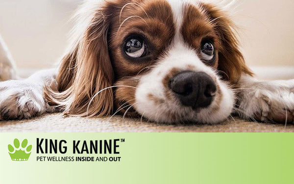 How to Use Topical CBD for Pets