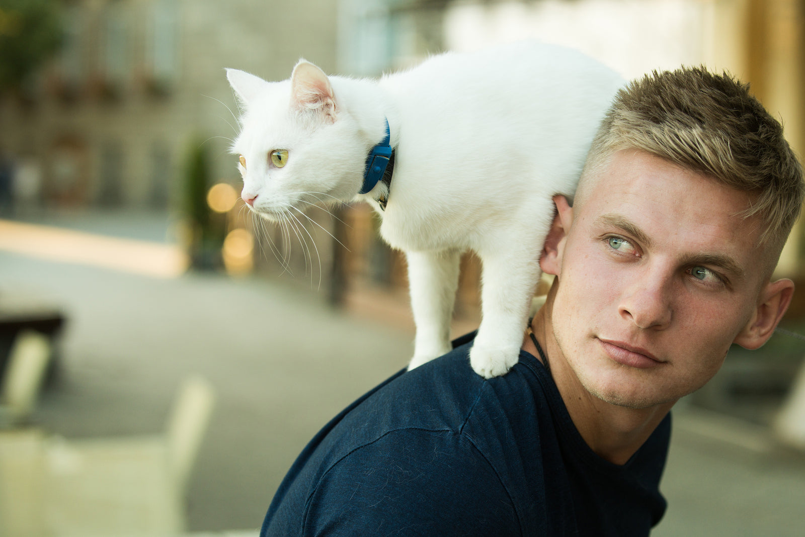 How Long Do Cats Live? (Cat Years vs. Human Years)