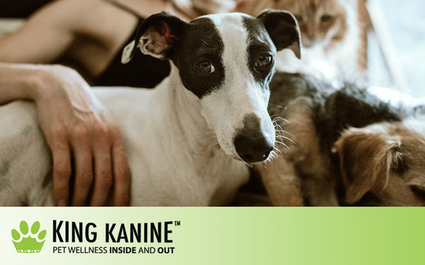How Long Do the Effects of CBD Oil Last in Dogs?