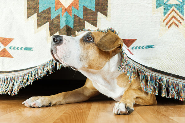 How to Calm a Dog During a Thunderstorm