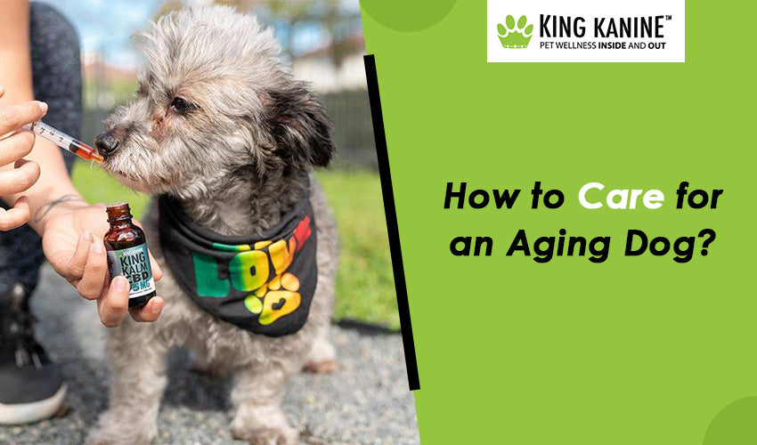 How to Care for an Aging Dog?