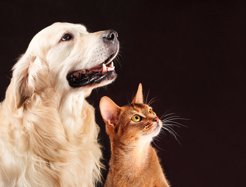 How To Get A Dog And Cat To Like Each Other